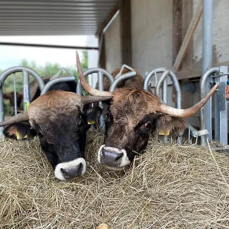 Rum i privatbostad Petryhof Morsdorf