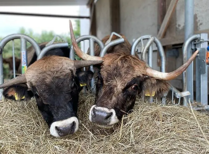 Homestay Petryhof Morsdorf